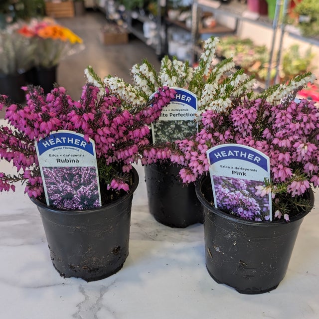 Flowers, Gifts & Pairings | DIAMOND VALLEY TROPICALS