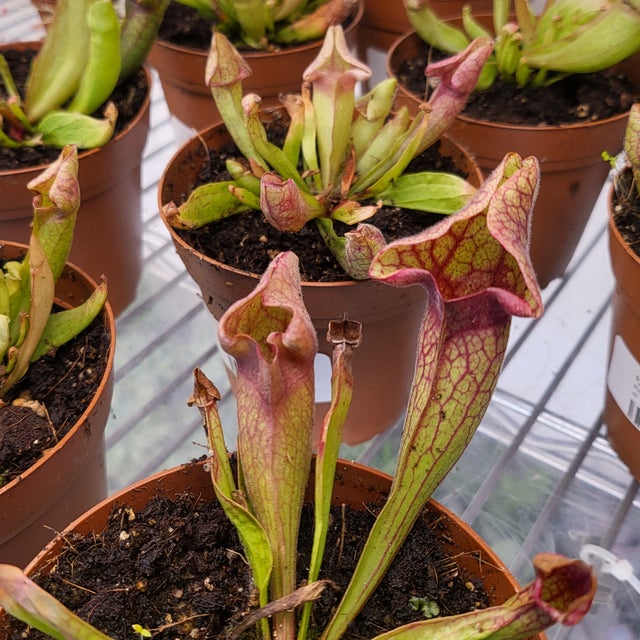 Plants | DIAMOND VALLEY TROPICALS