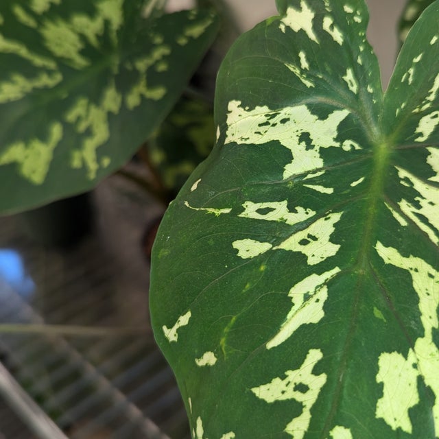 Tropical Plants | DIAMOND VALLEY TROPICALS